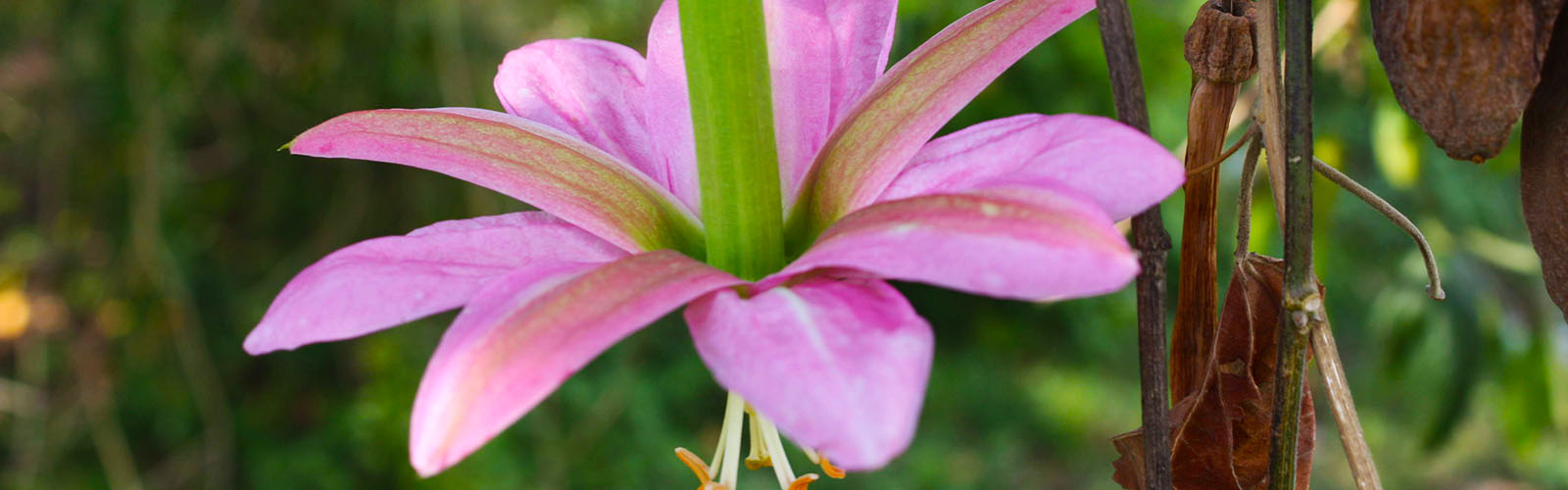 A zoomed-in photo of a bright pink flower. More green plants are blurred in the background. 